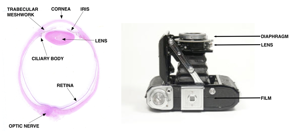 left image, structures of the eye diagram and the right image is of a medical camera